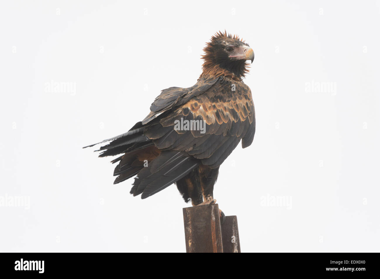 Wedge-tailed Eagle, Aquila audax, South Australia Stock Photo