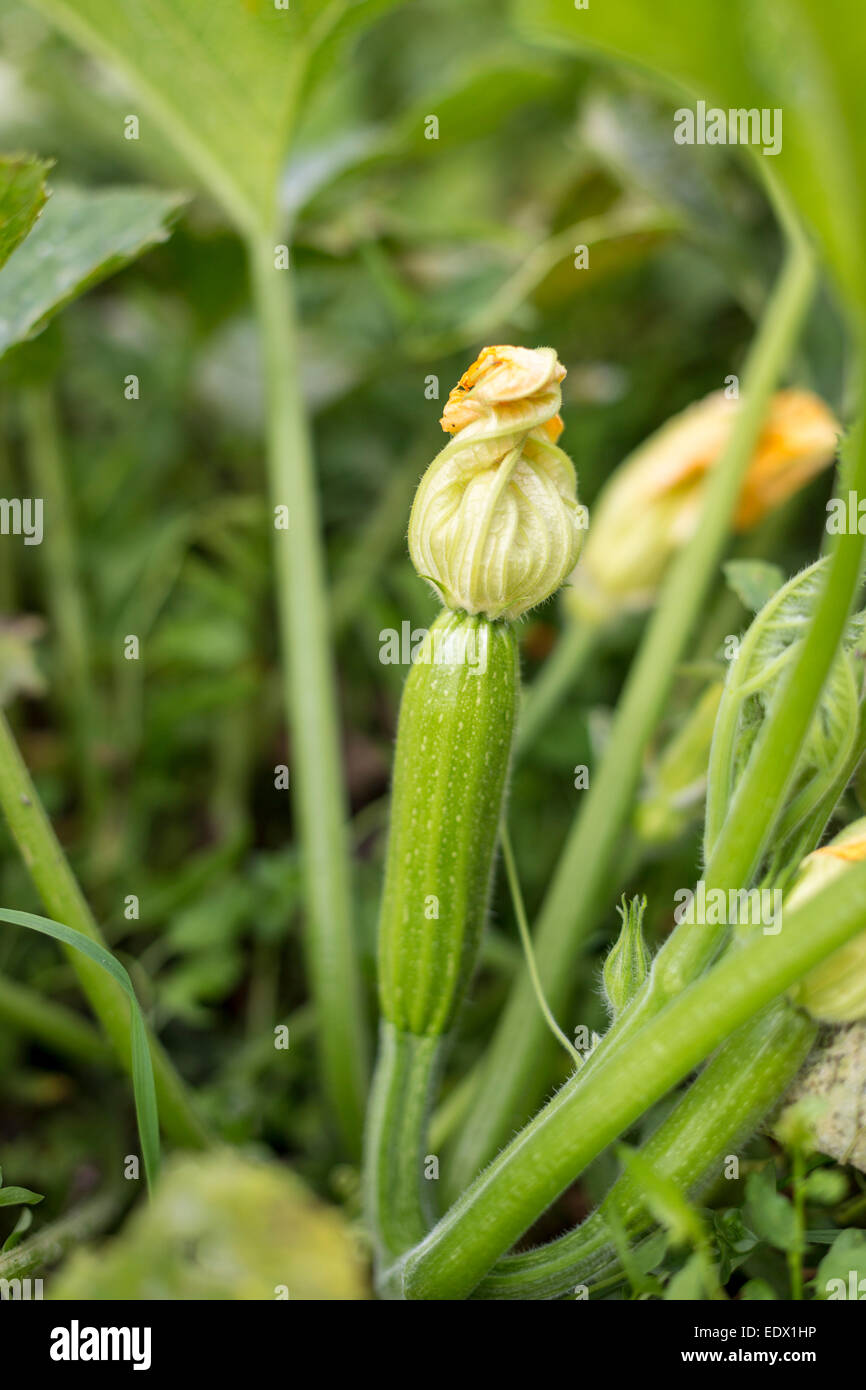 flowering green zucchinis growing at farm in Spain, Autumn. Stock Photo