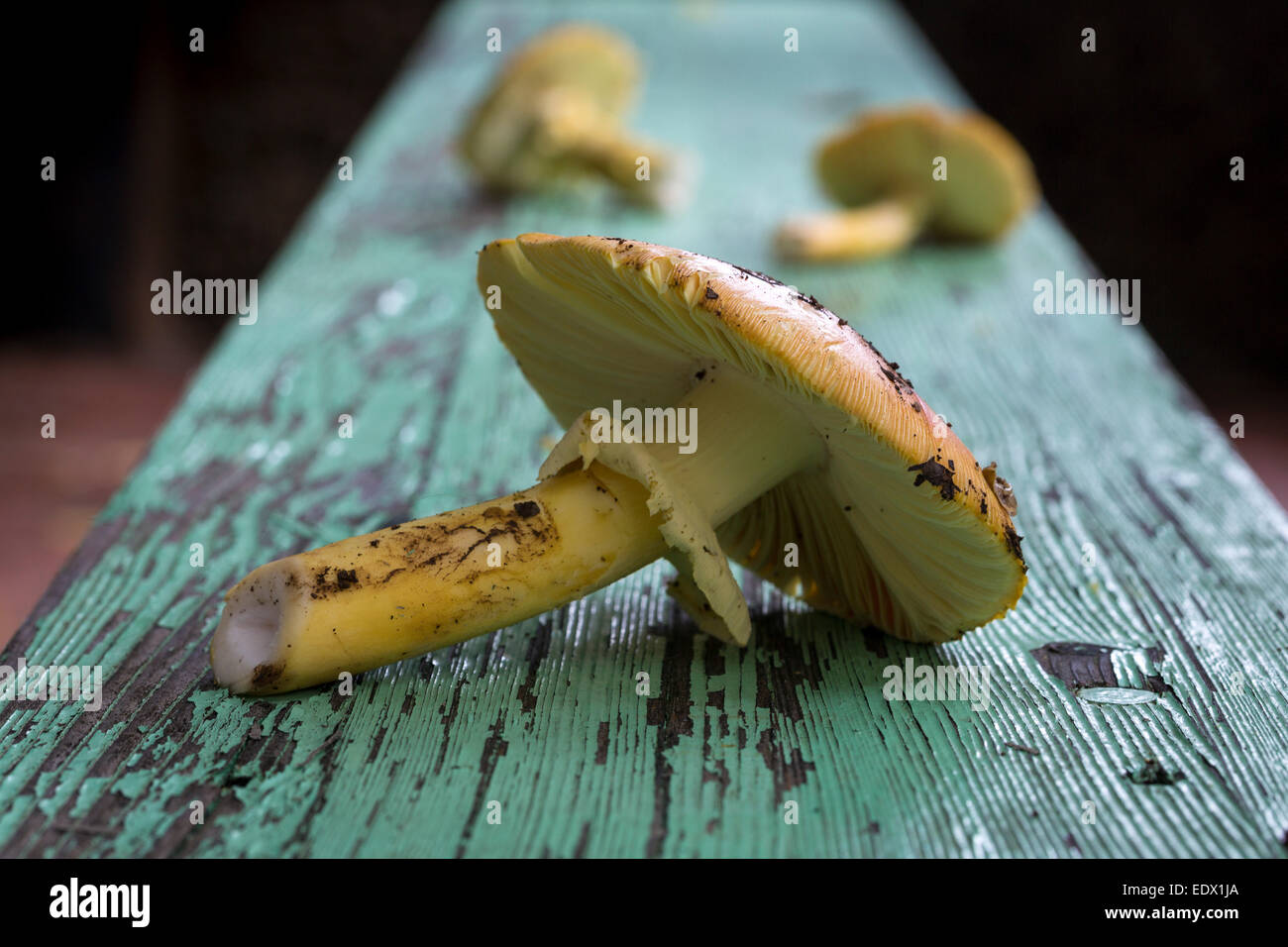 raw wild mushrooms on green painted table in Autumn Stock Photo