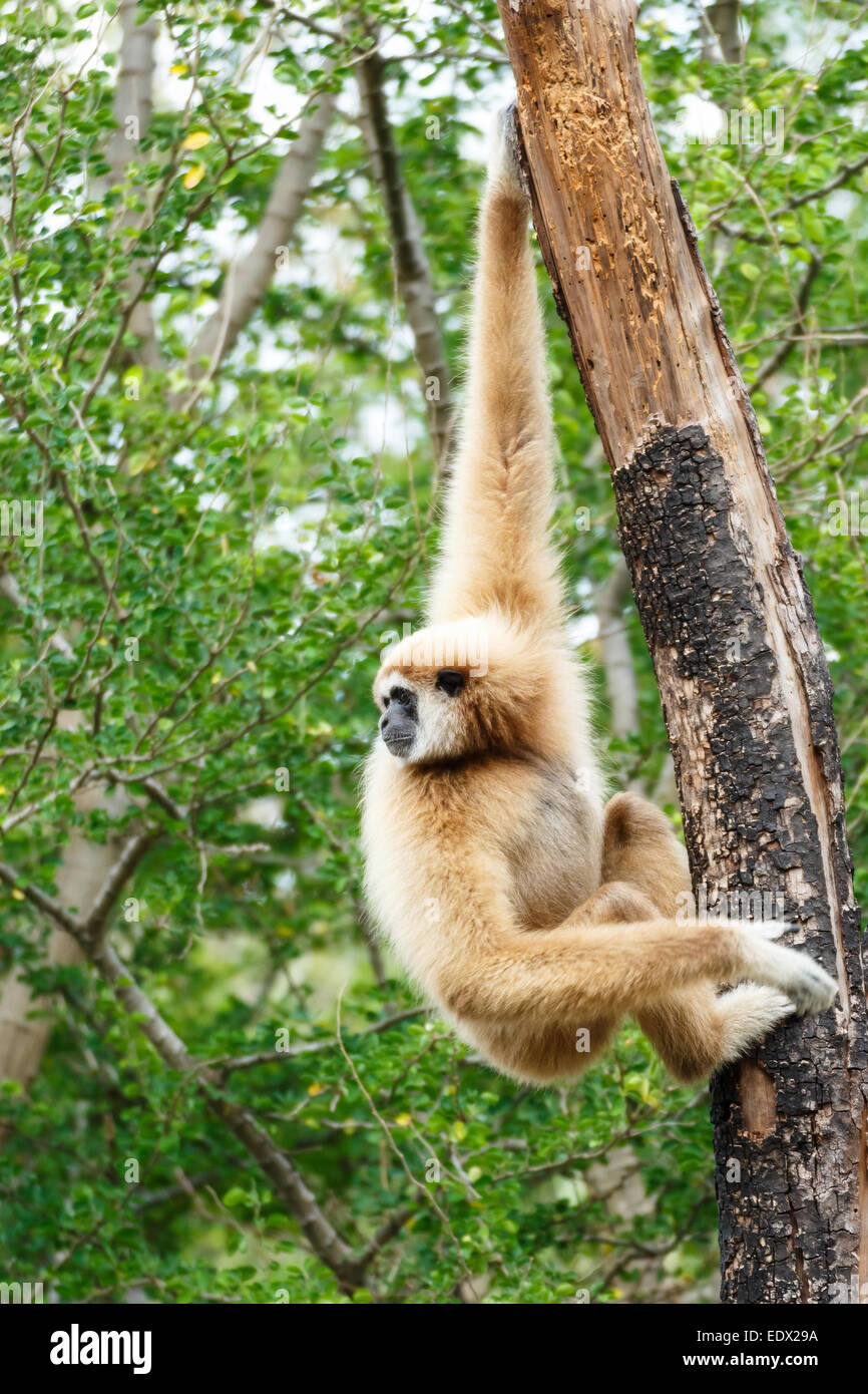 Gibbon (Hylobates lar) climb tree in forest ,Chiangrai ,Thailand Stock Photo