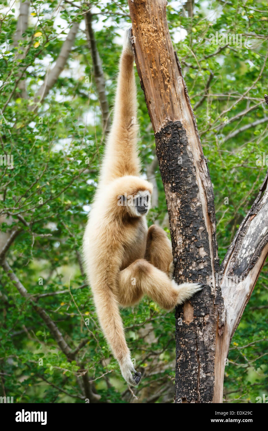 Gibbon (Hylobates lar) climb tree in forest ,Chiangrai ,Thailand Stock Photo