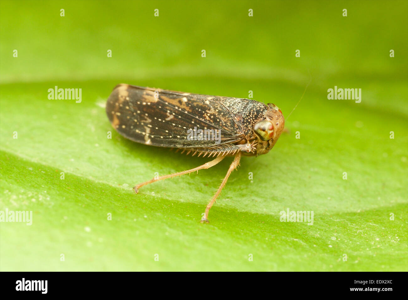 Cicadellidae (Leafhopper). Stock Photo