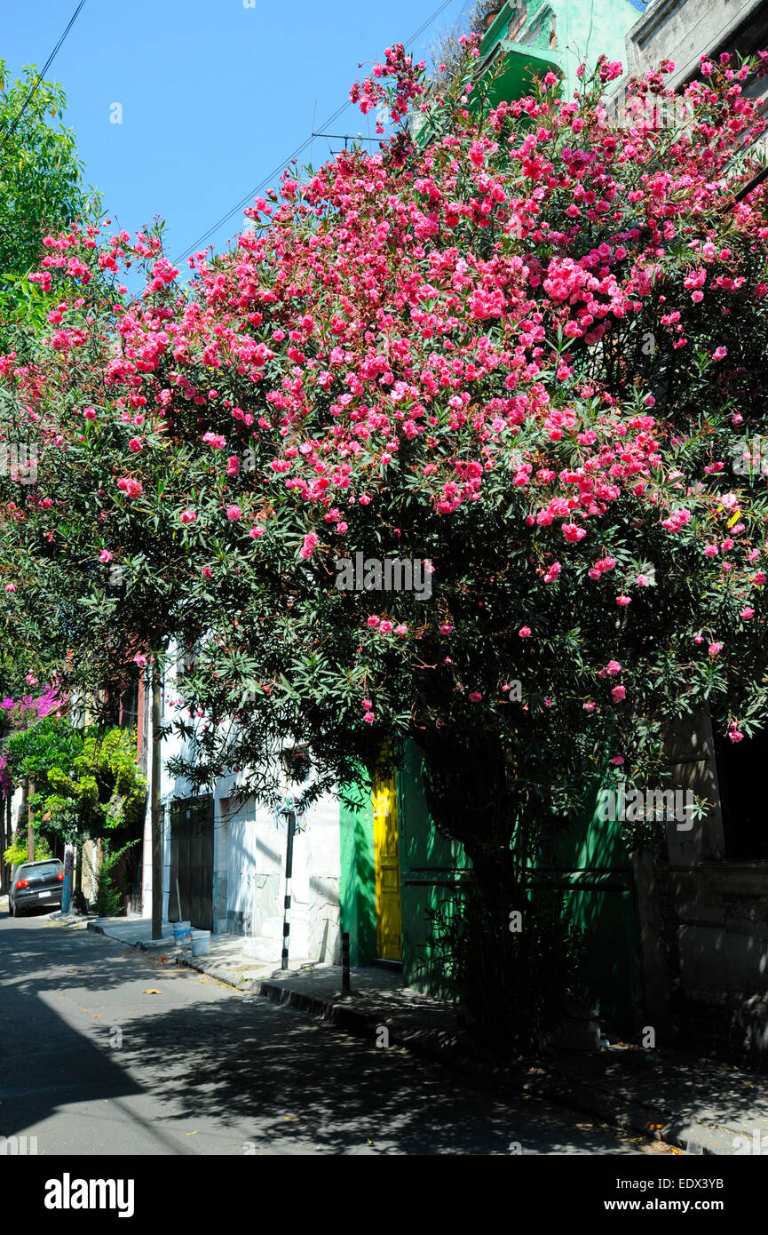 Bougainvillea bush on Jose Alvarado Street in the Condesa area of Mexico City, Mexico Stock Photo