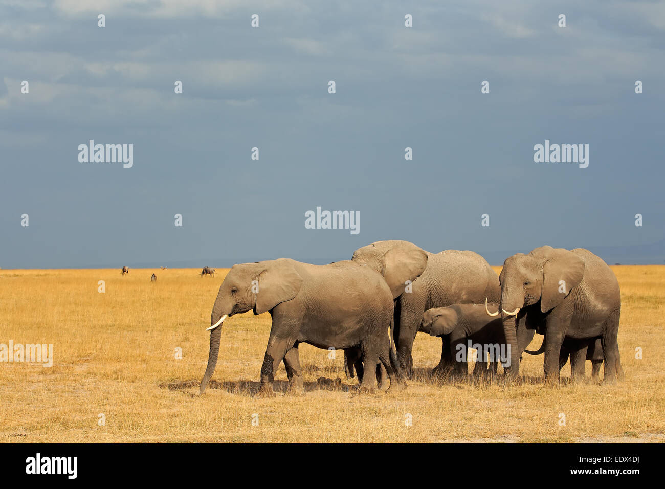 African elephants (Loxodonta africana) walking in grassland, Amboseli National Park, Kenya Stock Photo