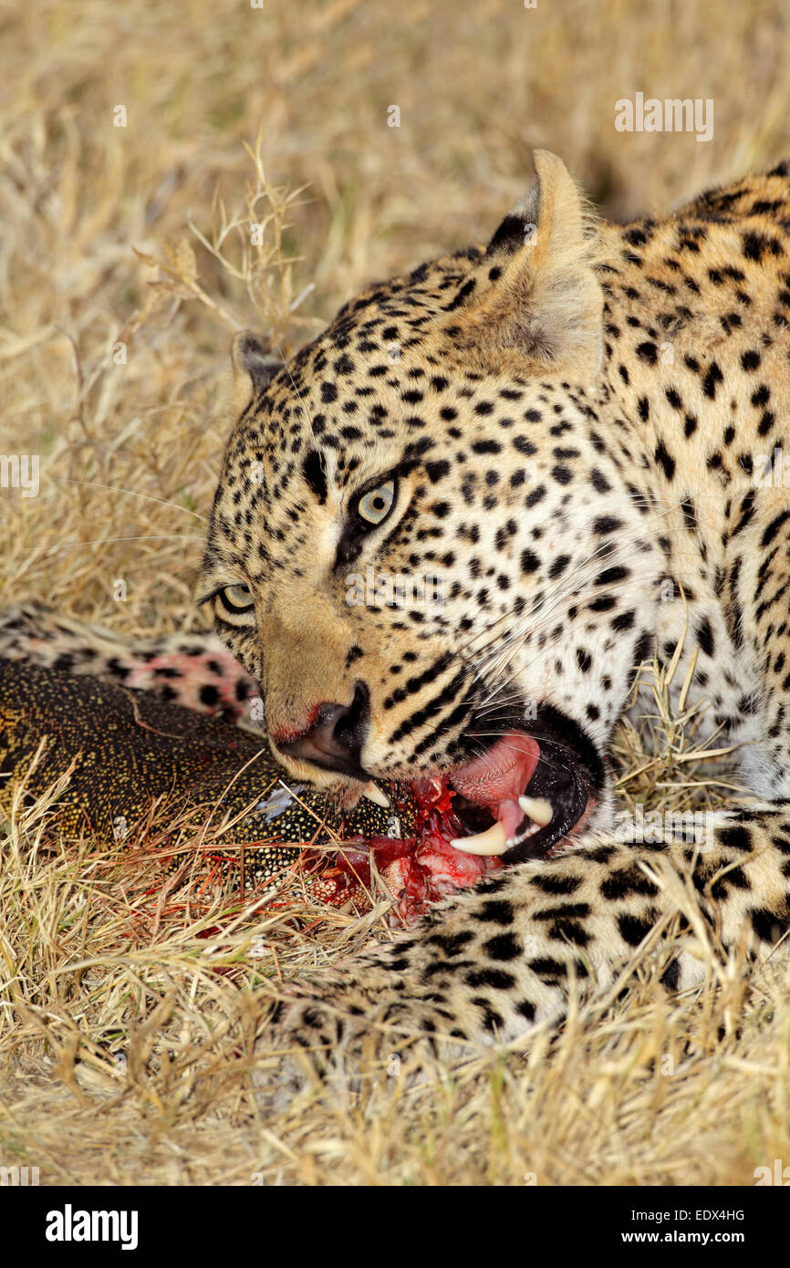 Male leopard (Panthera pardus) feeding on its prey, Sabie-Sand nature reserve, South Africa Stock Photo