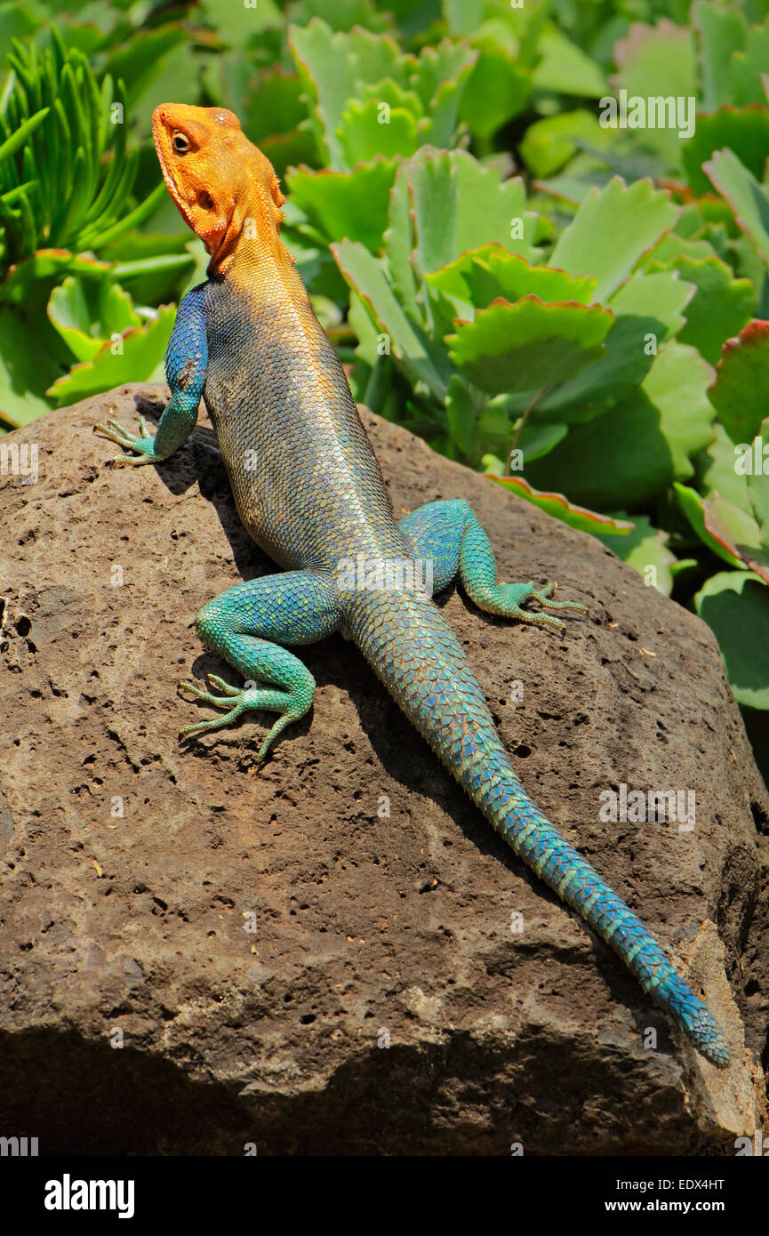 Male rainbow agama (Agama agama) in bright breeding colors, Amboseli