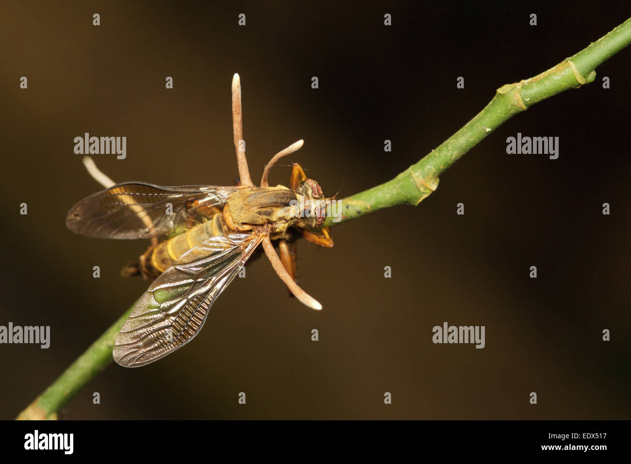 Hymenostilbe dipterigena is a fungi that Infects dipteran flies. Seen here after killing a host Asilidae robber fly. Stock Photo
