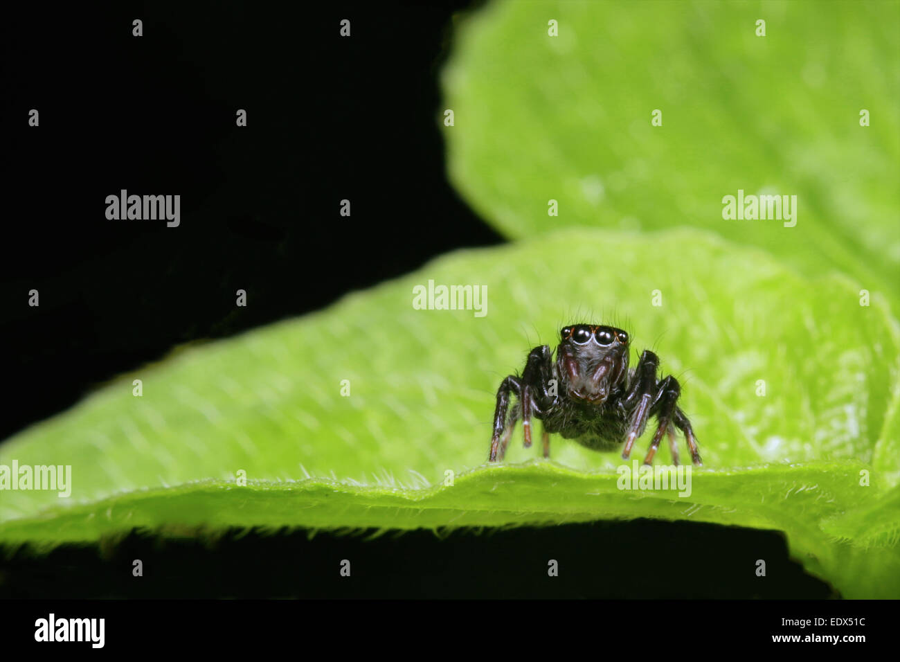 Salticidae, Jumping Spider in Kaeng Krachan National Park, Thailand. Stock Photo