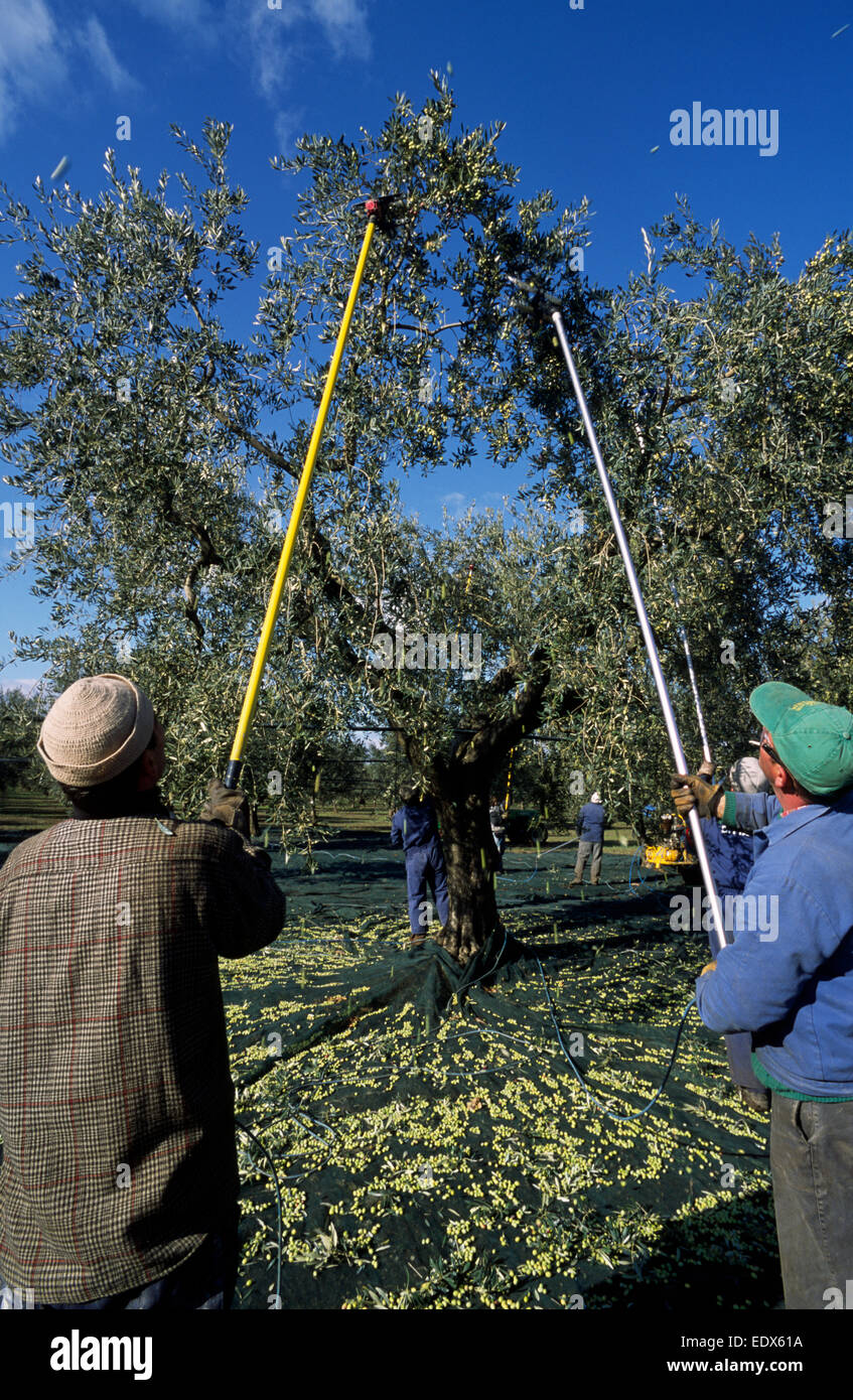Italy, Puglia, olive tree, harvest farmers Stock Photo