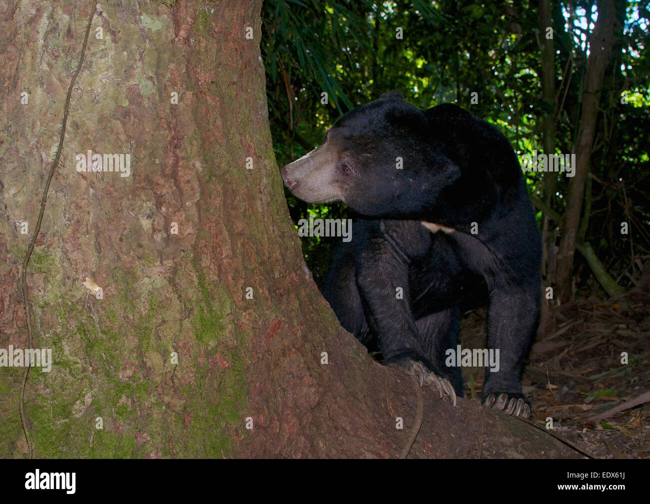 Sun bear (Helarctos malayanus). The sun bear (Helarctos malayanus) is a bear found in tropical forest habitats of Southeast Asia Stock Photo
