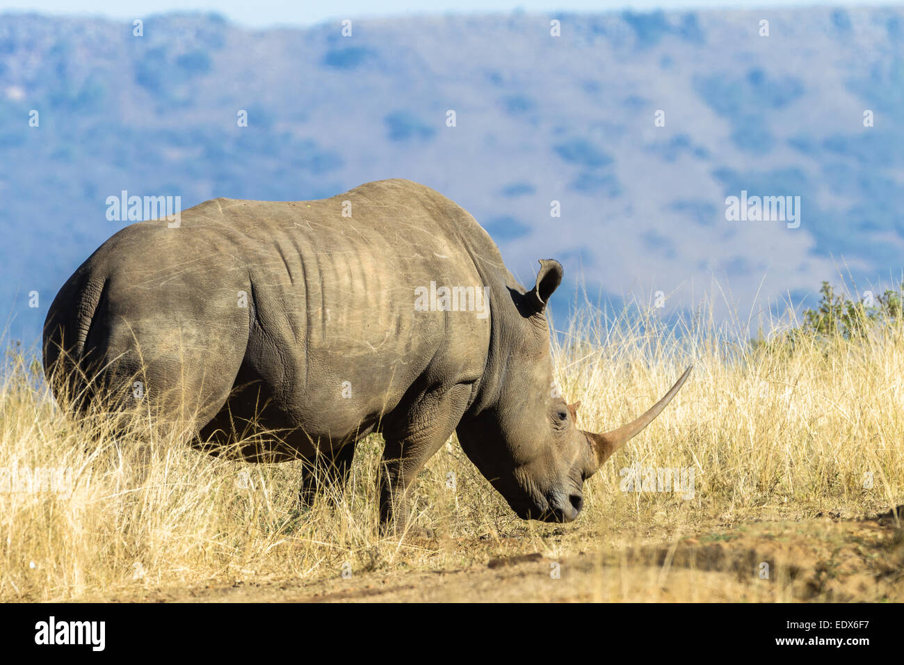 Park Wildlife Rhino The Shift Toward Respectful Tourism