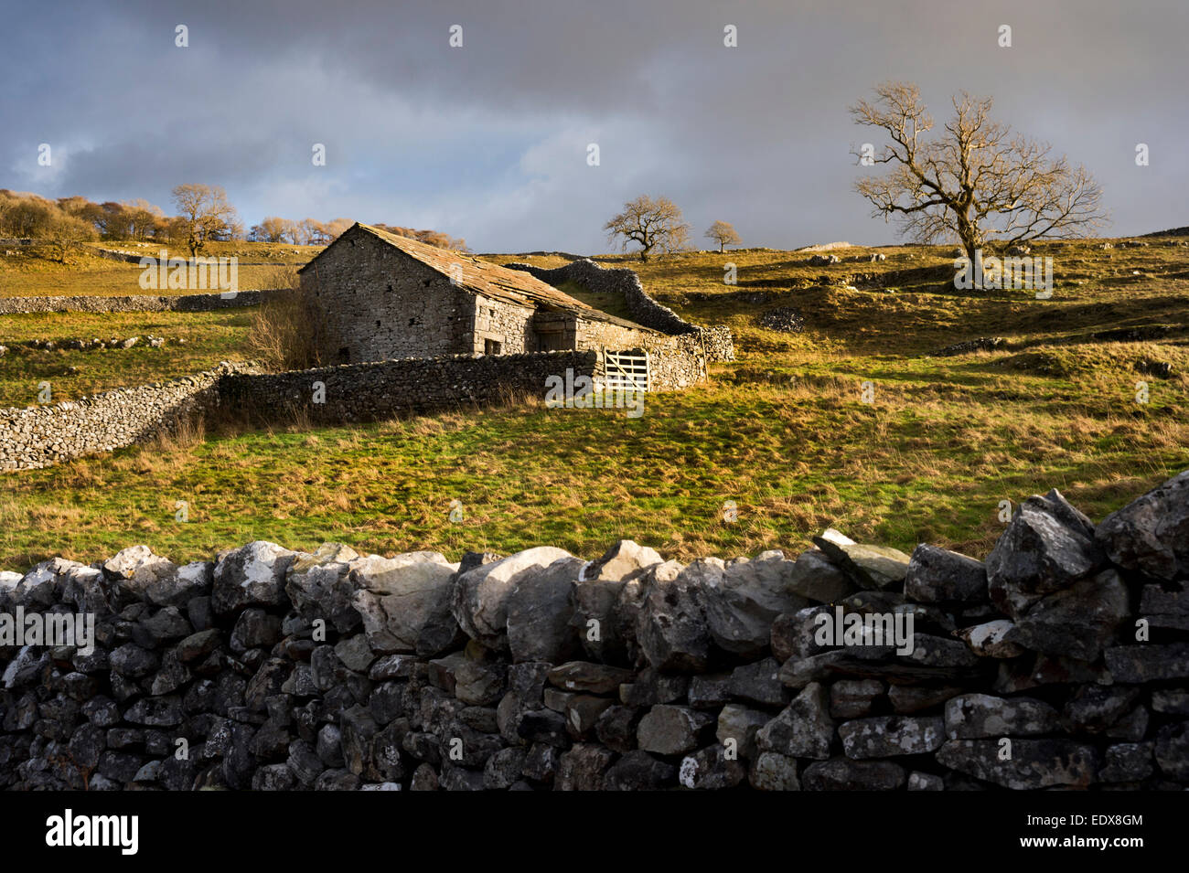 A Dales barn and dry stone walls in winter sunlight, Langcliffe, Settle, Yorkshire Dales National Park, UK Stock Photo