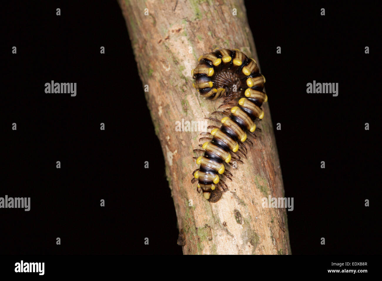Paradoxosomatidae millipede. Kaeng Krachan National Park, Thailand. Stock Photo