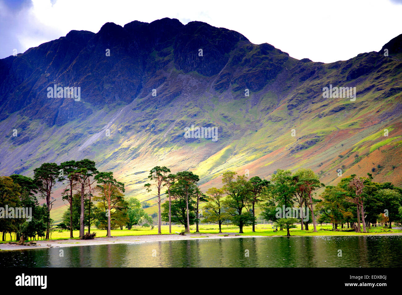 Pine trees on the shore of Buttermere, Lake District National Park, Cumbria, England, UK Stock Photo