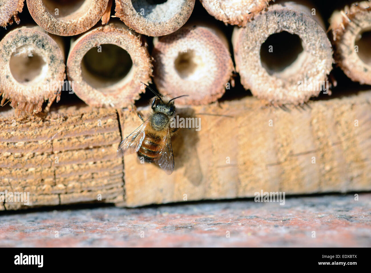 wild bee in insect shelter Stock Photo - Alamy