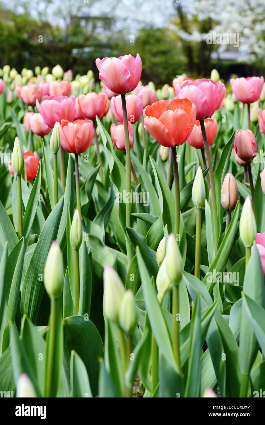 pink Tulips flowerbed in springtime Stock Photo