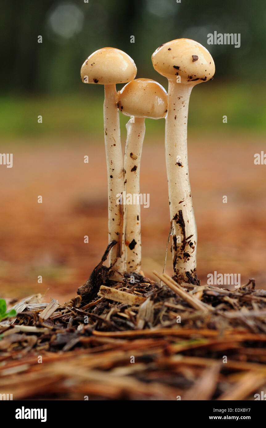 Protostropharia fungi Stock Photo