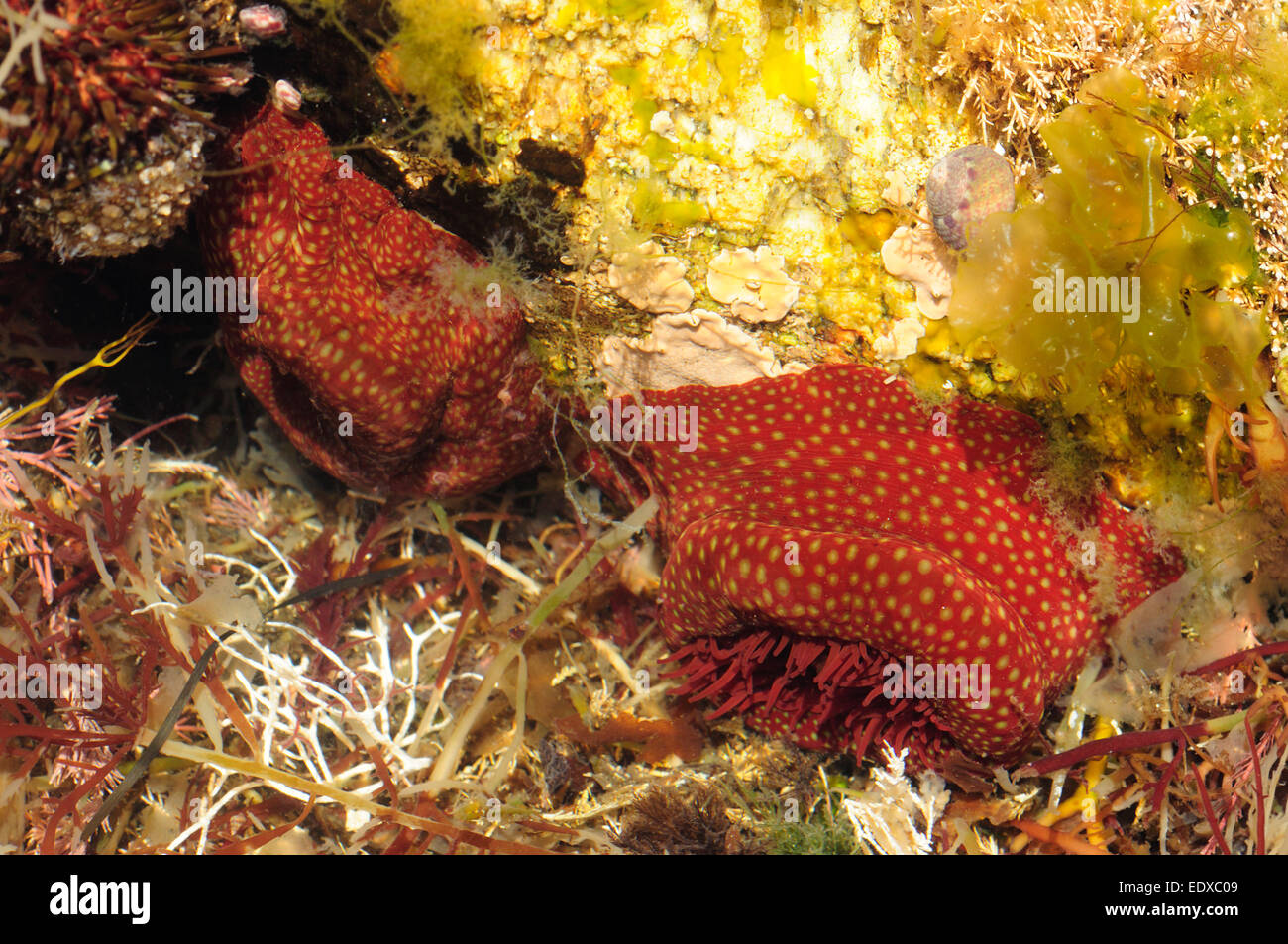 Strawberry anemone (Actinia fragacea) Stock Photo