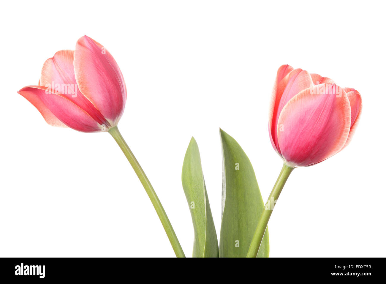 Tulips. Two flowers isolated on a white background Stock Photo - Alamy