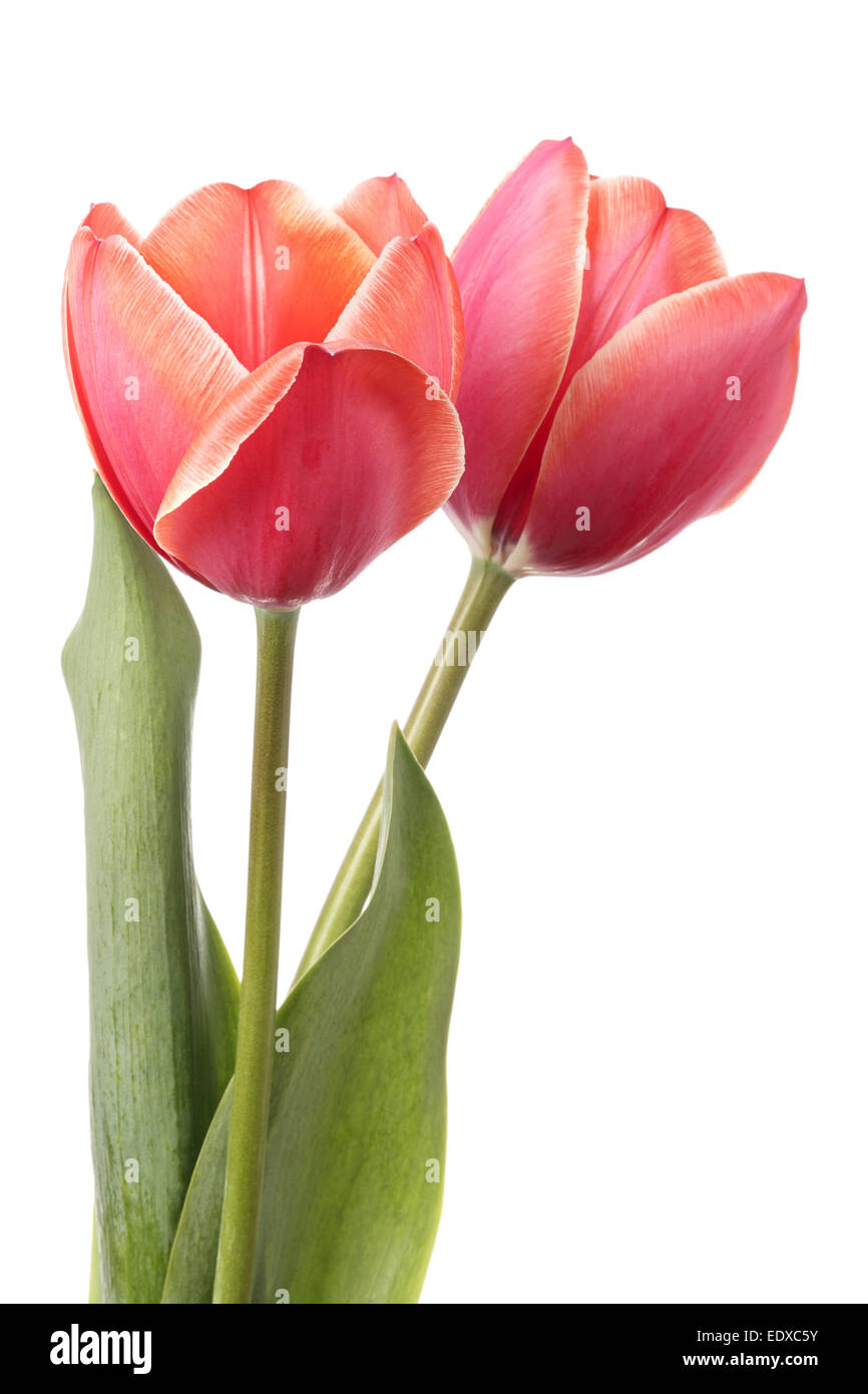 Tulips. Two pink flowers isolated on a white background Stock Photo - Alamy
