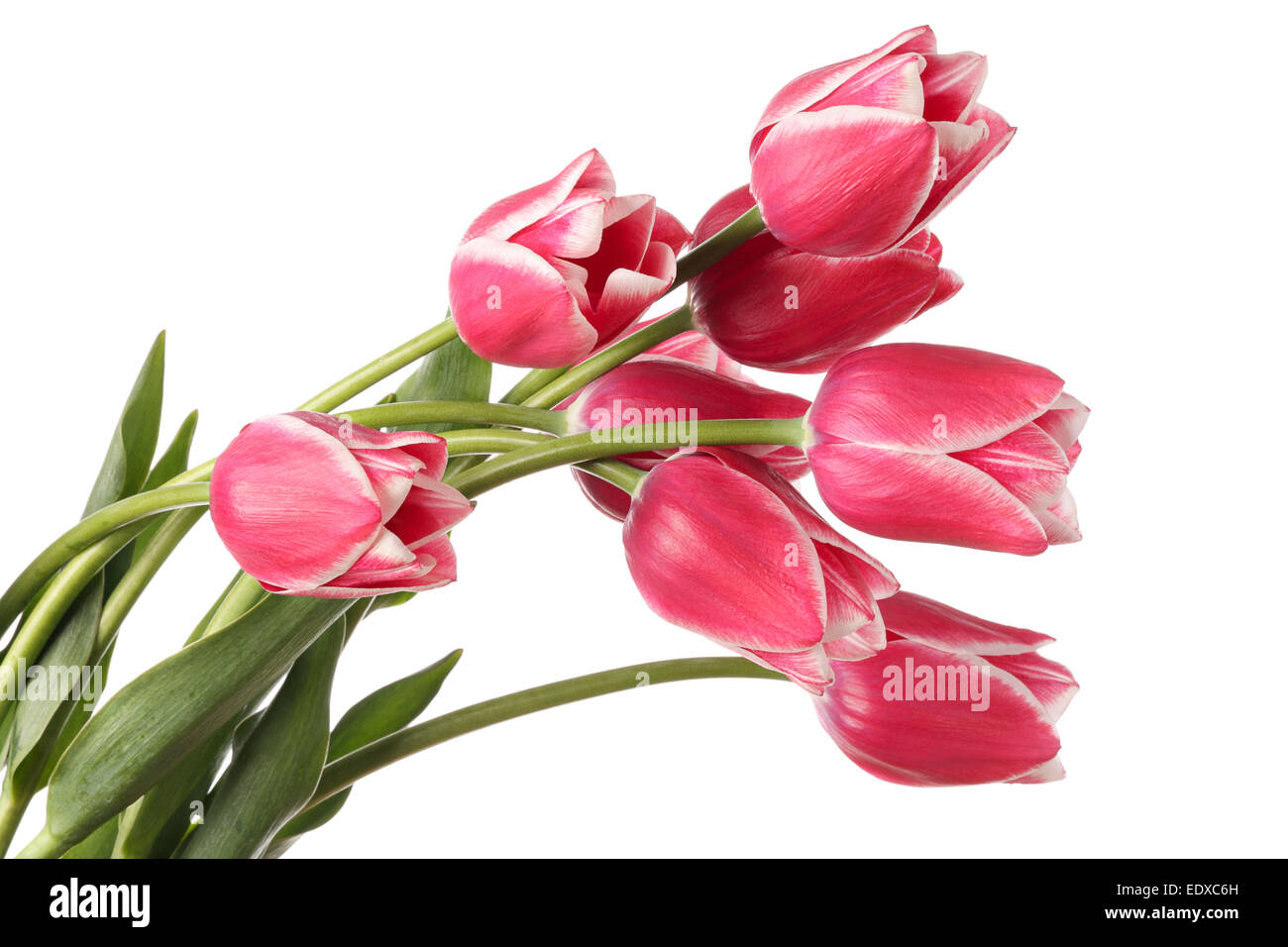 Tulips. Pink flowers isolated on a white background Stock Photo - Alamy