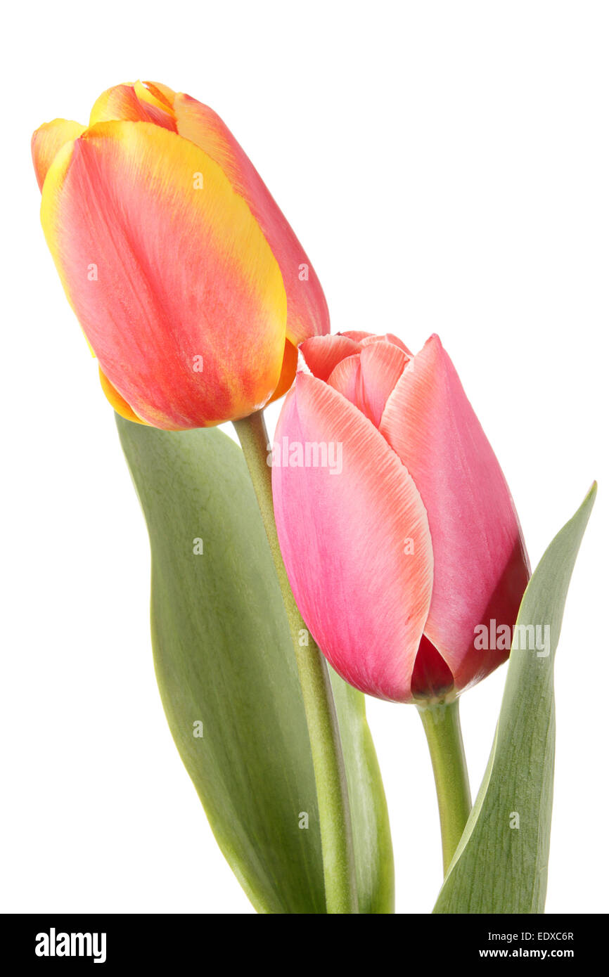 Two tulip flowers isolated on a white background Stock Photo - Alamy