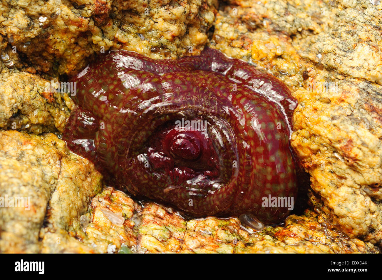 Strawberry anemone (Actinia fragacea) Stock Photo
