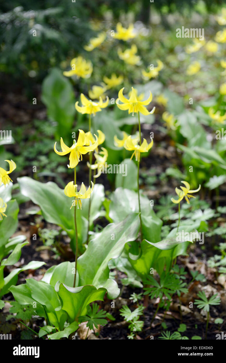yellow fawn lily (erythronium) in a park. springtime. Stock Photo