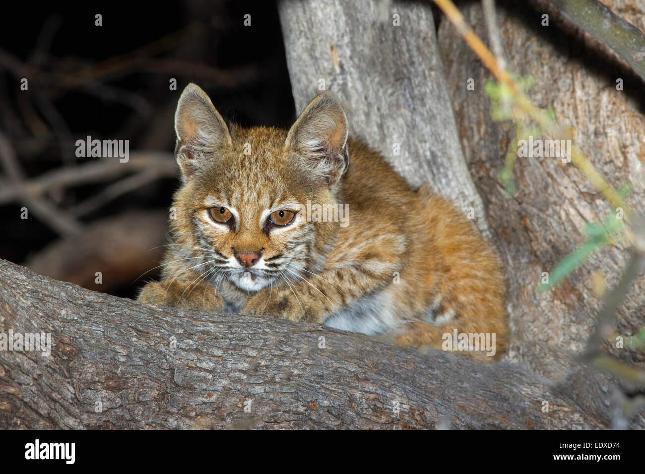Bobcat Lynx rufus Tucson, Arizona, United States 20 August    Young or kitten in Mesquite Tree.     Felidae Stock Photo