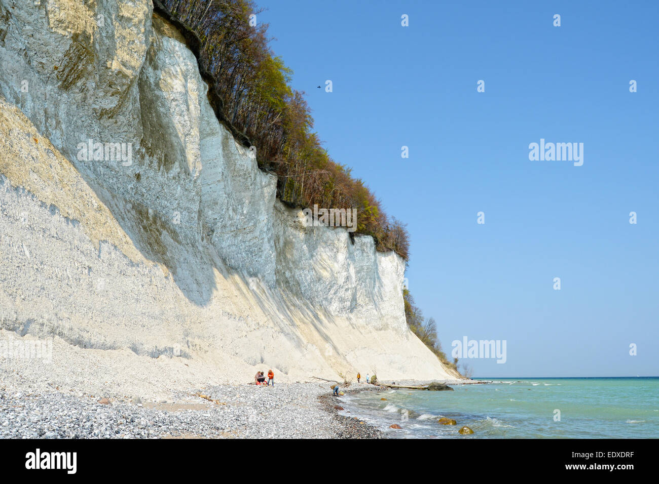 SASSNITZ, MECKLENBURG-VORPOMMERN/ GERMANY April 19 2014: group of people searching for fossiles at chalk rocks cliff of Rugen is Stock Photo