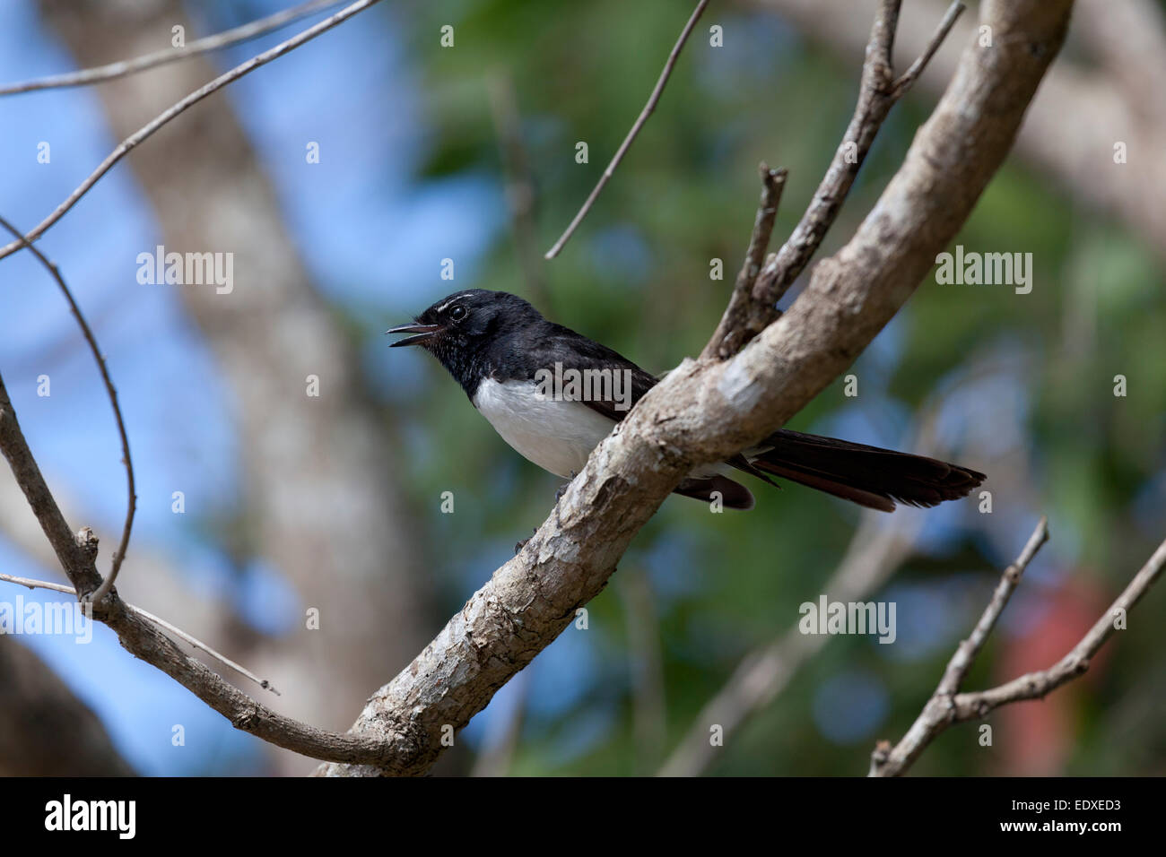 Willie Wagtail in a tree, Tyto Wetlands,Australia Stock Photo