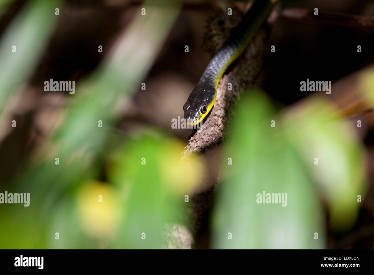 Common green snake or tree snake in Eugenella National Park, Australia Stock Photo