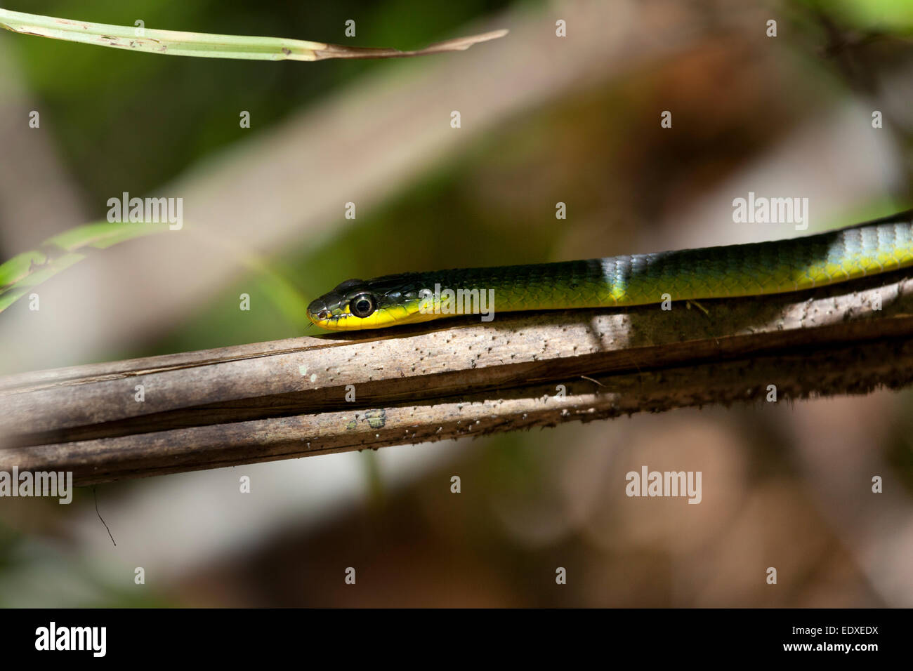 Common green snake or tree snake in Eugenella National Park, Australia Stock Photo