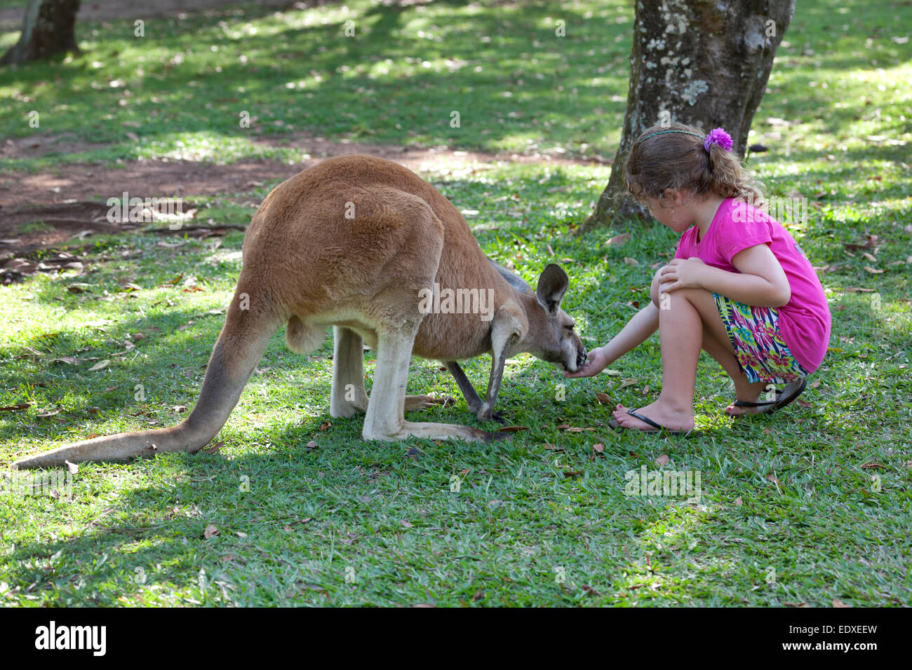 Girl is feeding a  Red Kangaroo in the Australian Zoo, Beerwah,Australia Stock Photo