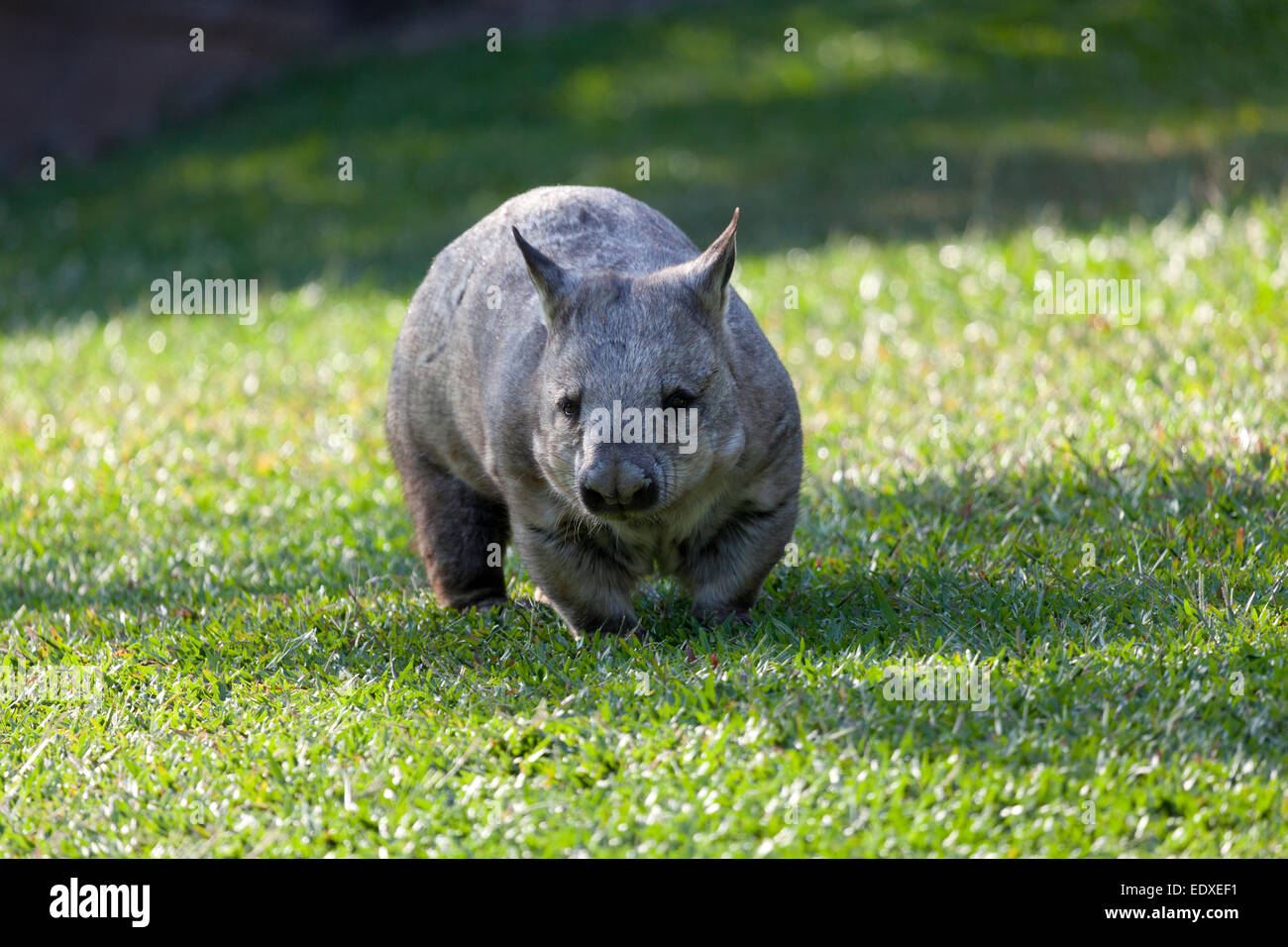 Southern Hairy-nosed Wombat, Queensland, Australia Stock Photo