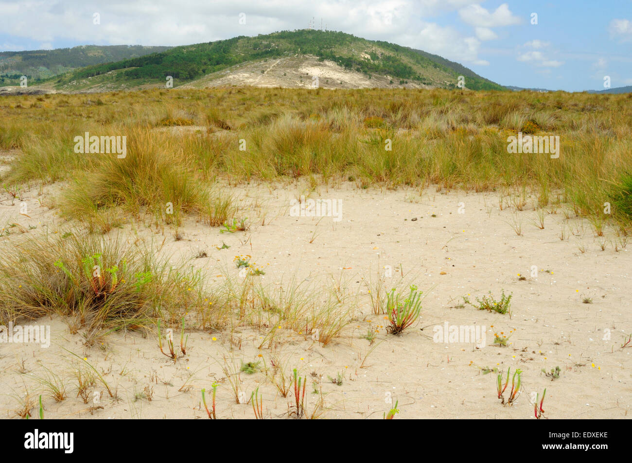 A Barra sand dunes. Ponteceso, Galicia, Spain Stock Photo