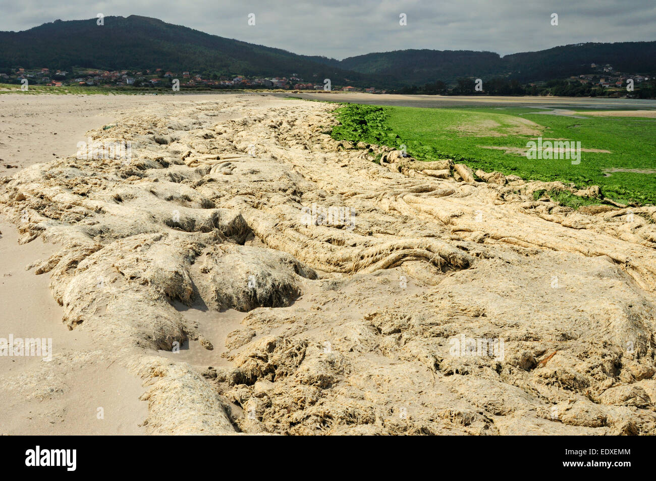 Rotting algae washed ashore Stock Photo