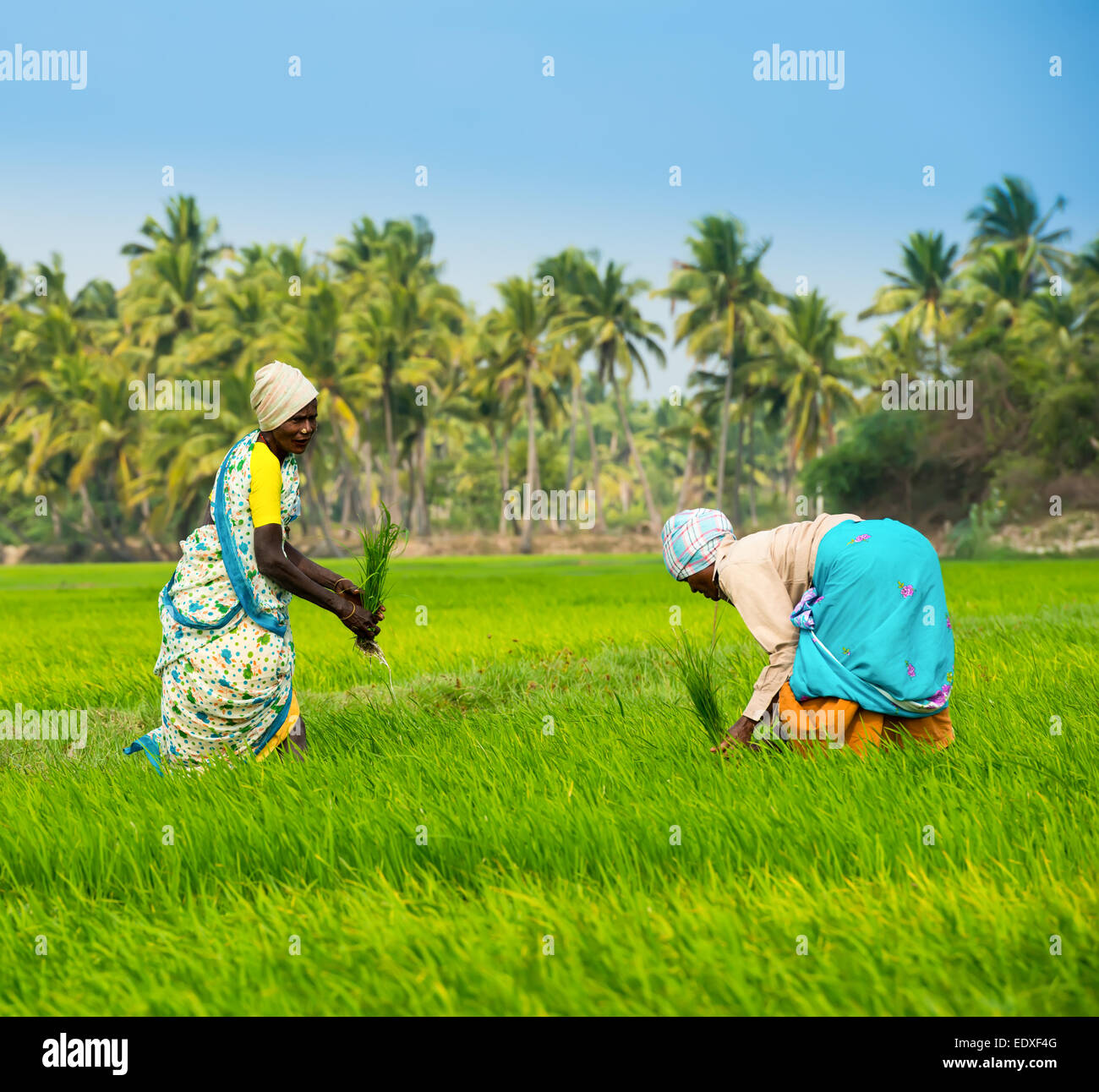 India tamil nadu rice farming hi-res stock photography and images - Alamy