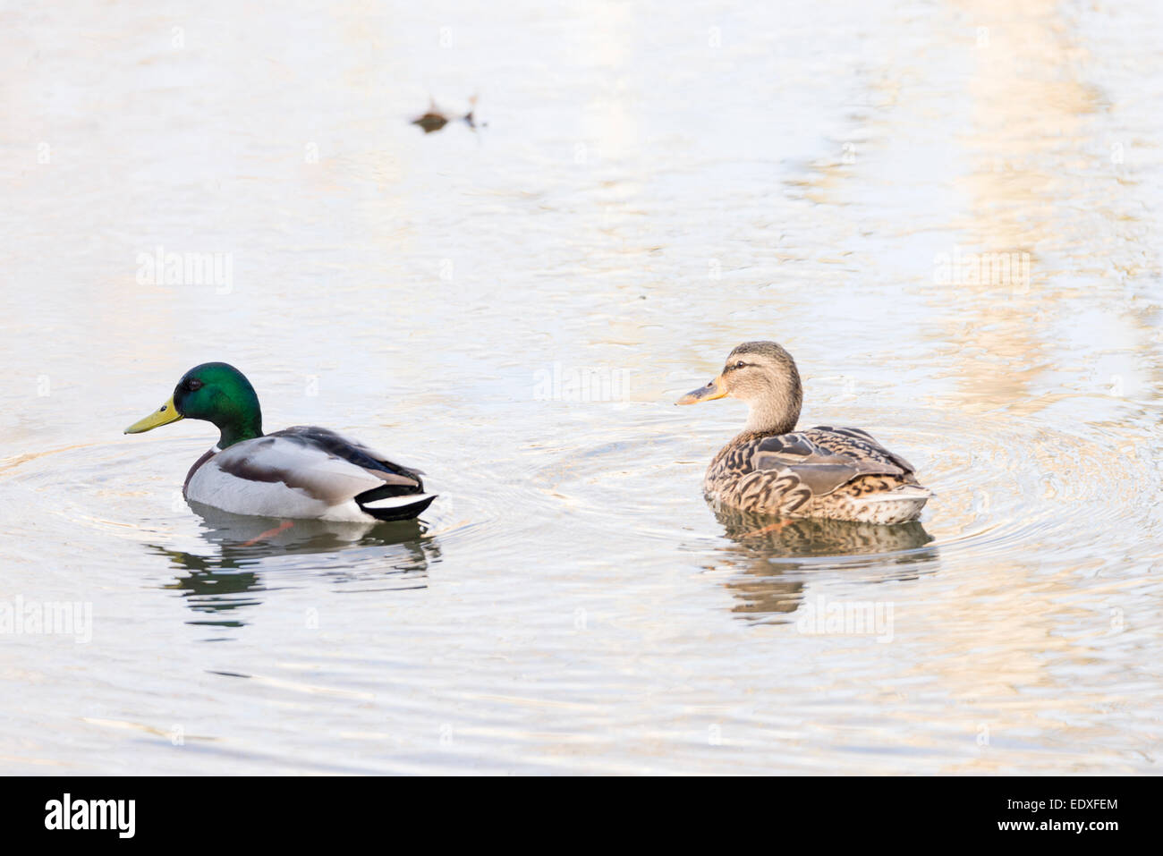anas platyrhynchos,swimming in the lake looking for food Stock Photo ...