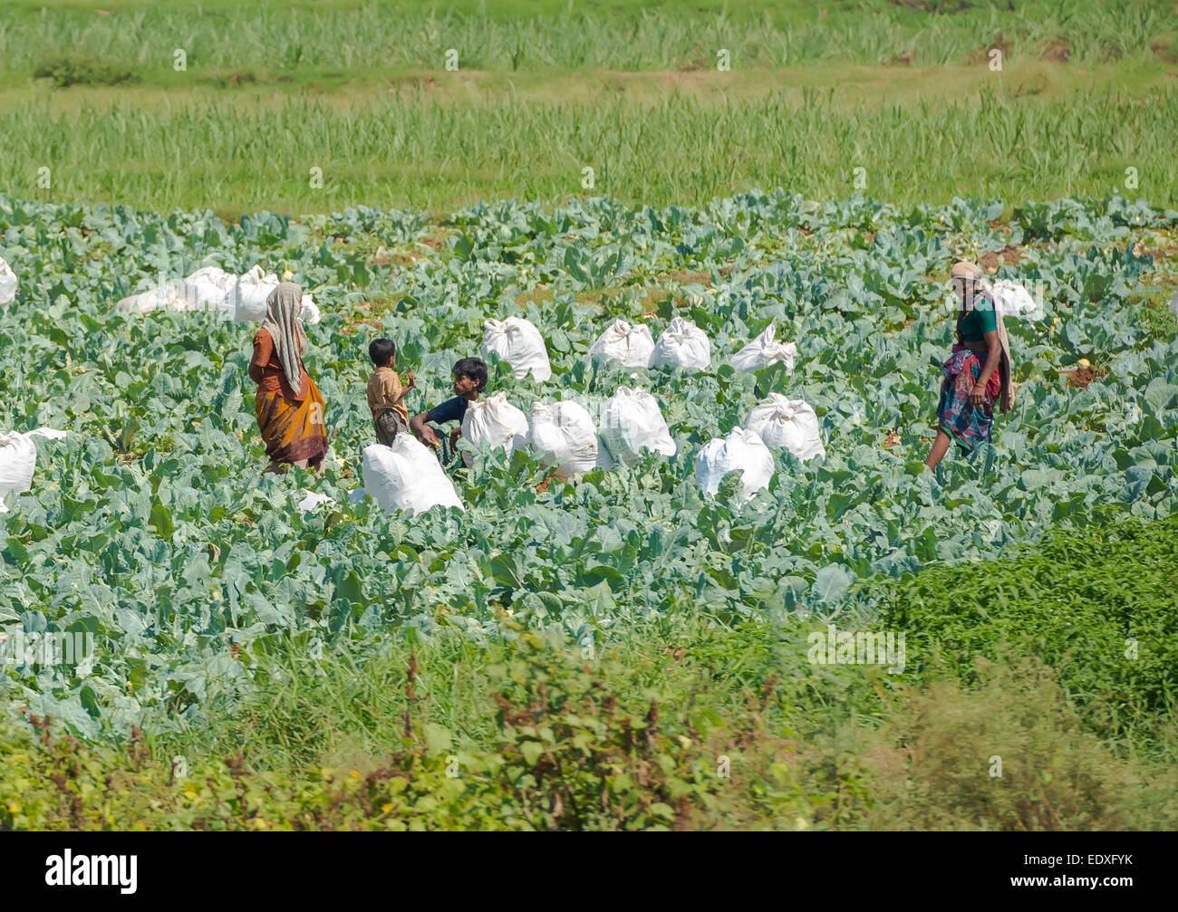 Indian Rural Person Indian rural farmer parents hi-res stock photography and images - Alamy