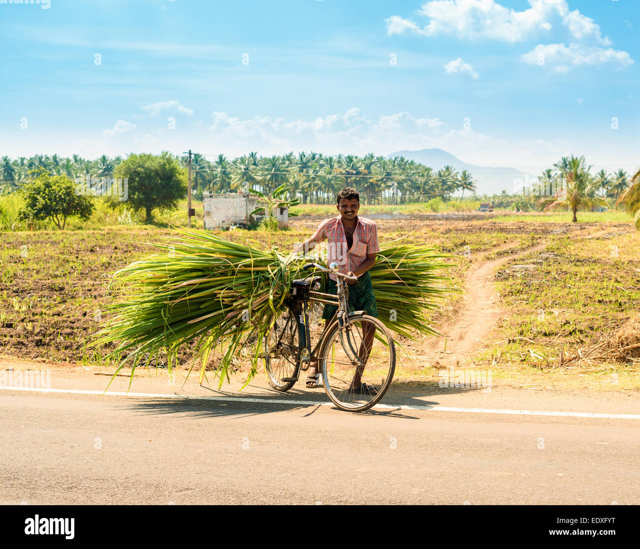 MADURAI, INDIA - FEBRUARY 17: An unidentified man on a rural road on a bicycle carries cane leaves. India, Tamil Nadu, near Madu Stock Photo