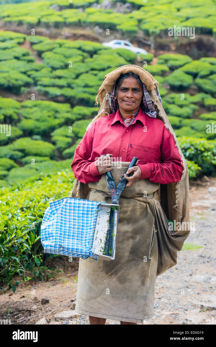 MUNNAR, INDIA - FEBRUARY 18, 2013: An unidentified Indian woman standing and showing scissors for harvesting at tea plantation. Stock Photo