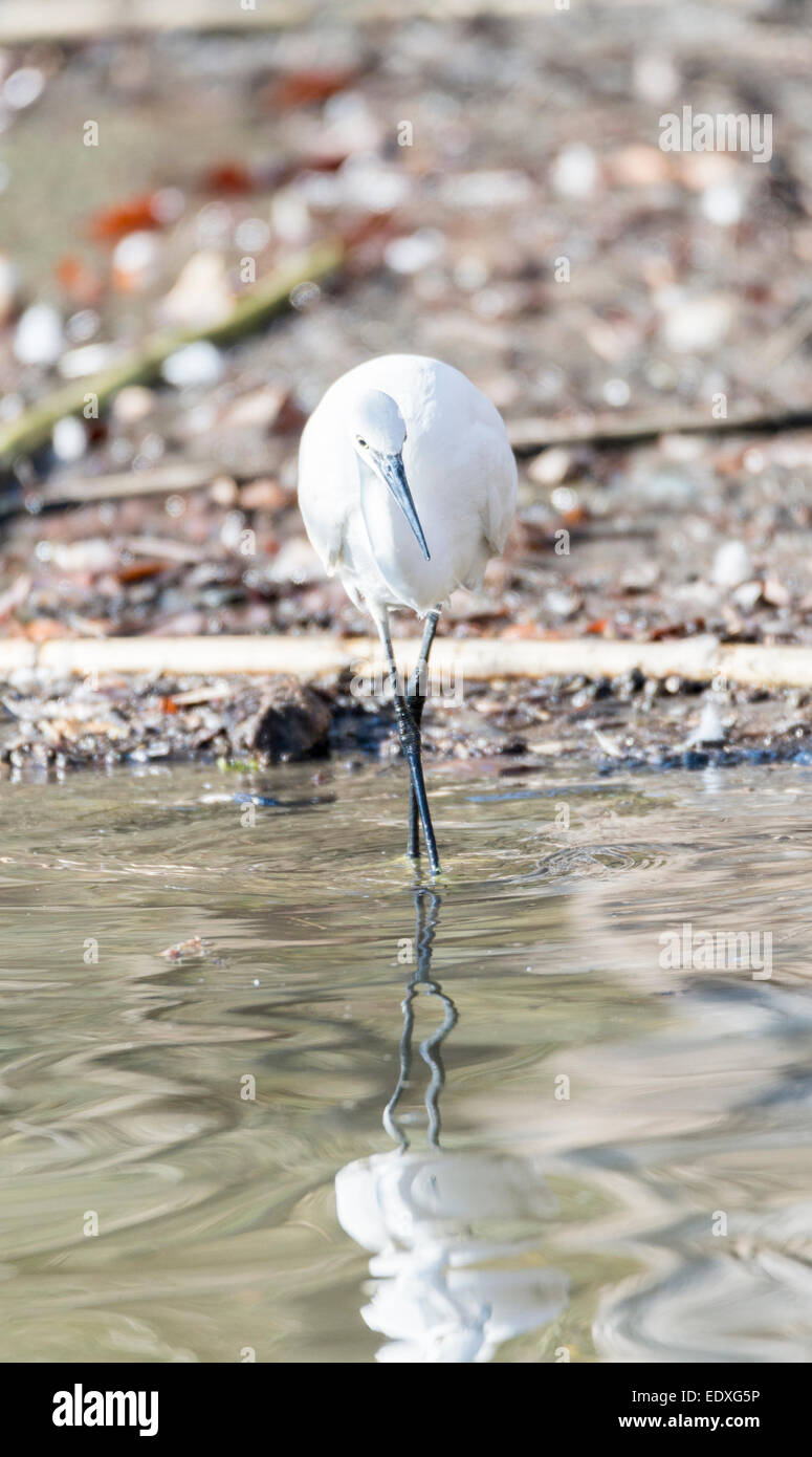 Common Egret, Egretta garzetta looking for food like fish Stock Photo