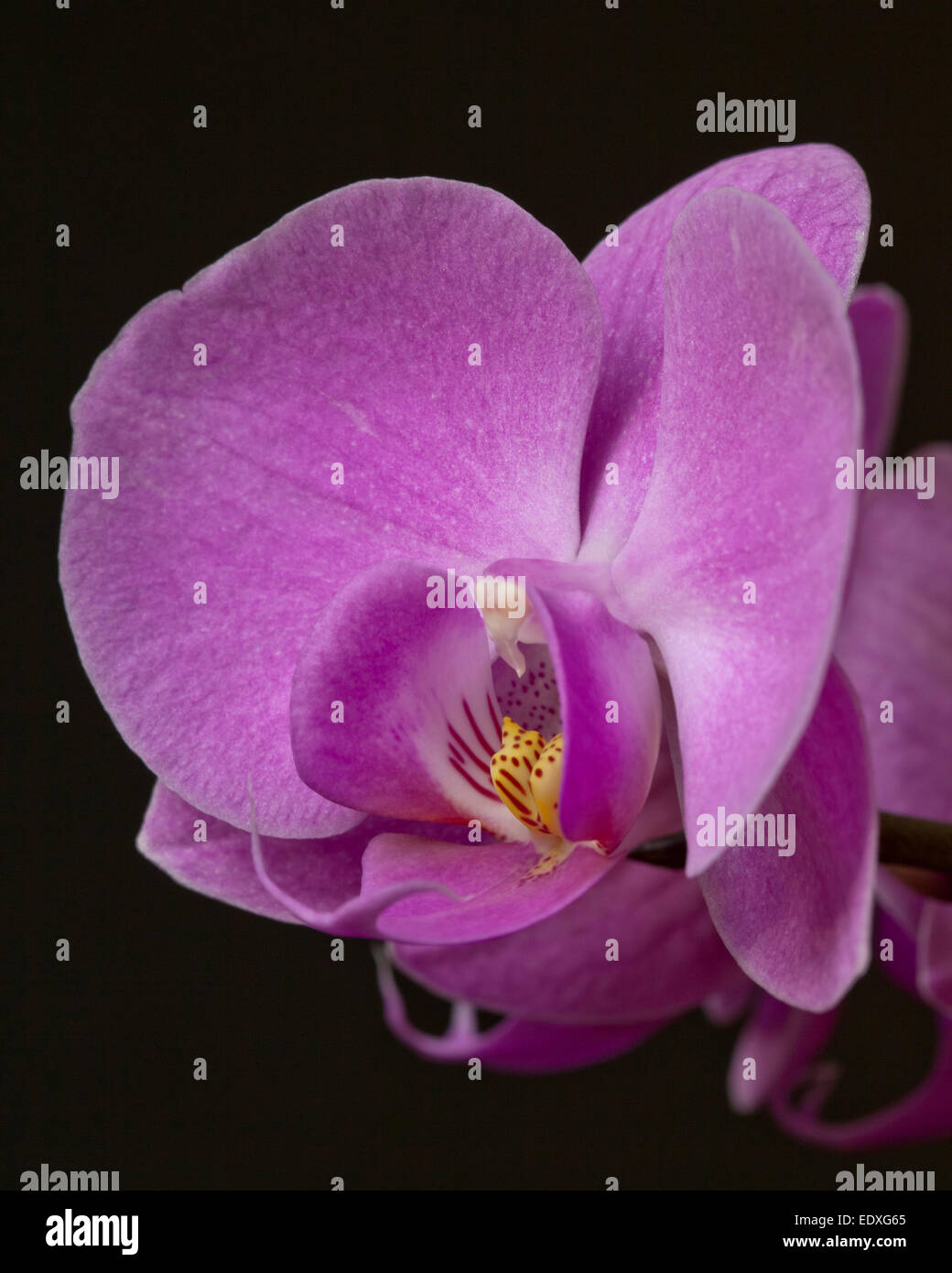 Orchid Phalaenopsis on a black background Stock Photo