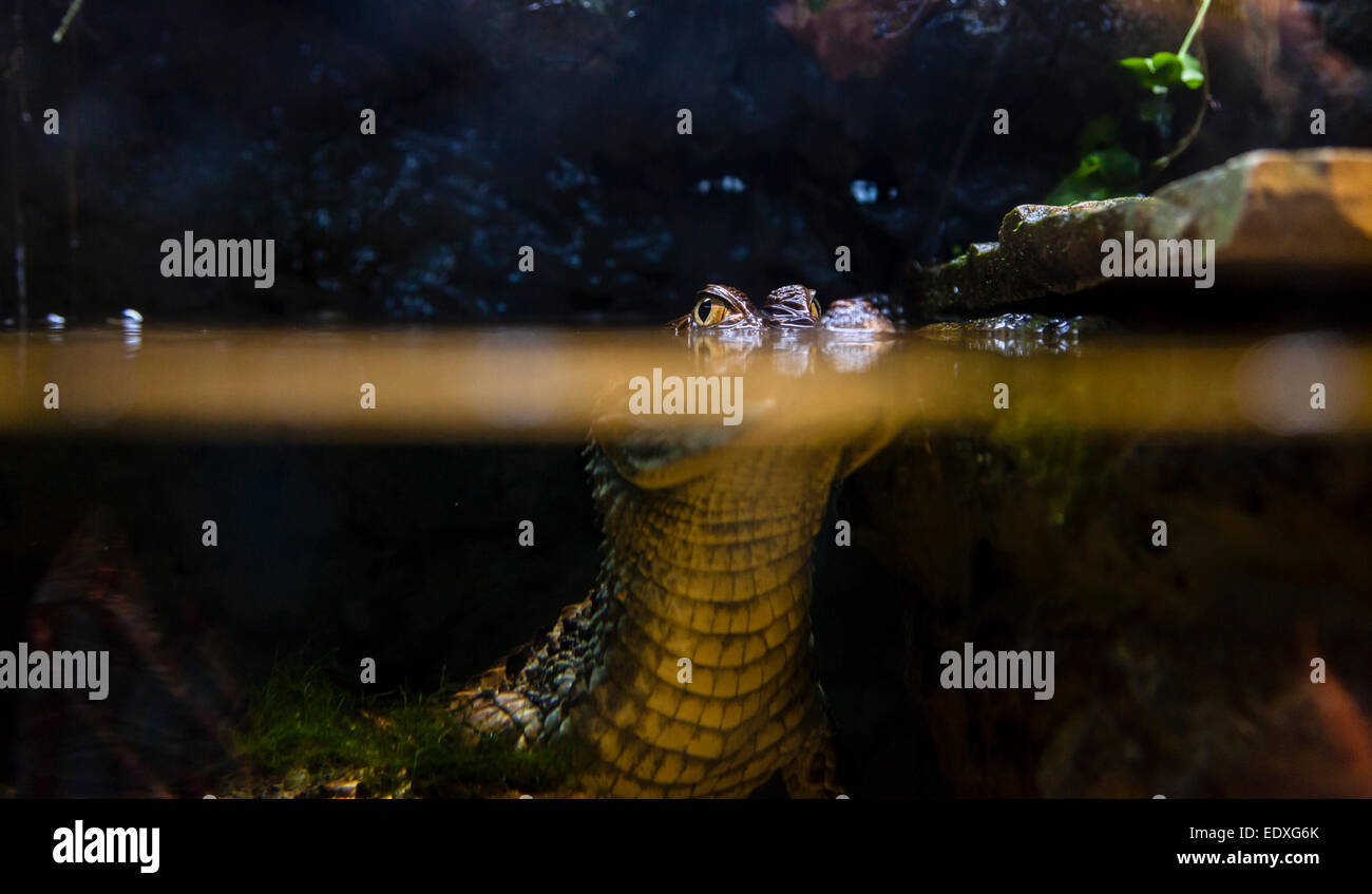 Small alligator under water with eyes on the water surface level Stock Photo