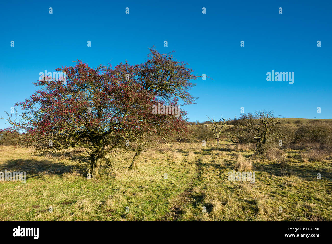Bright red berries on a Hawthorn tree in a Peak District landscape in