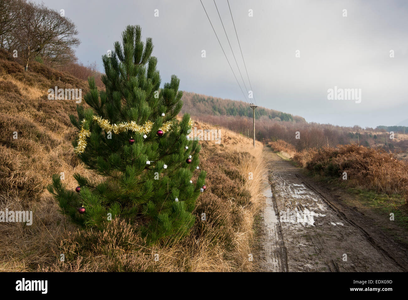 Decorated Christmas tree in the unlikely situation of a hillside beside a muddy track near Woodhead reservoirs Longdendale. Stock Photo