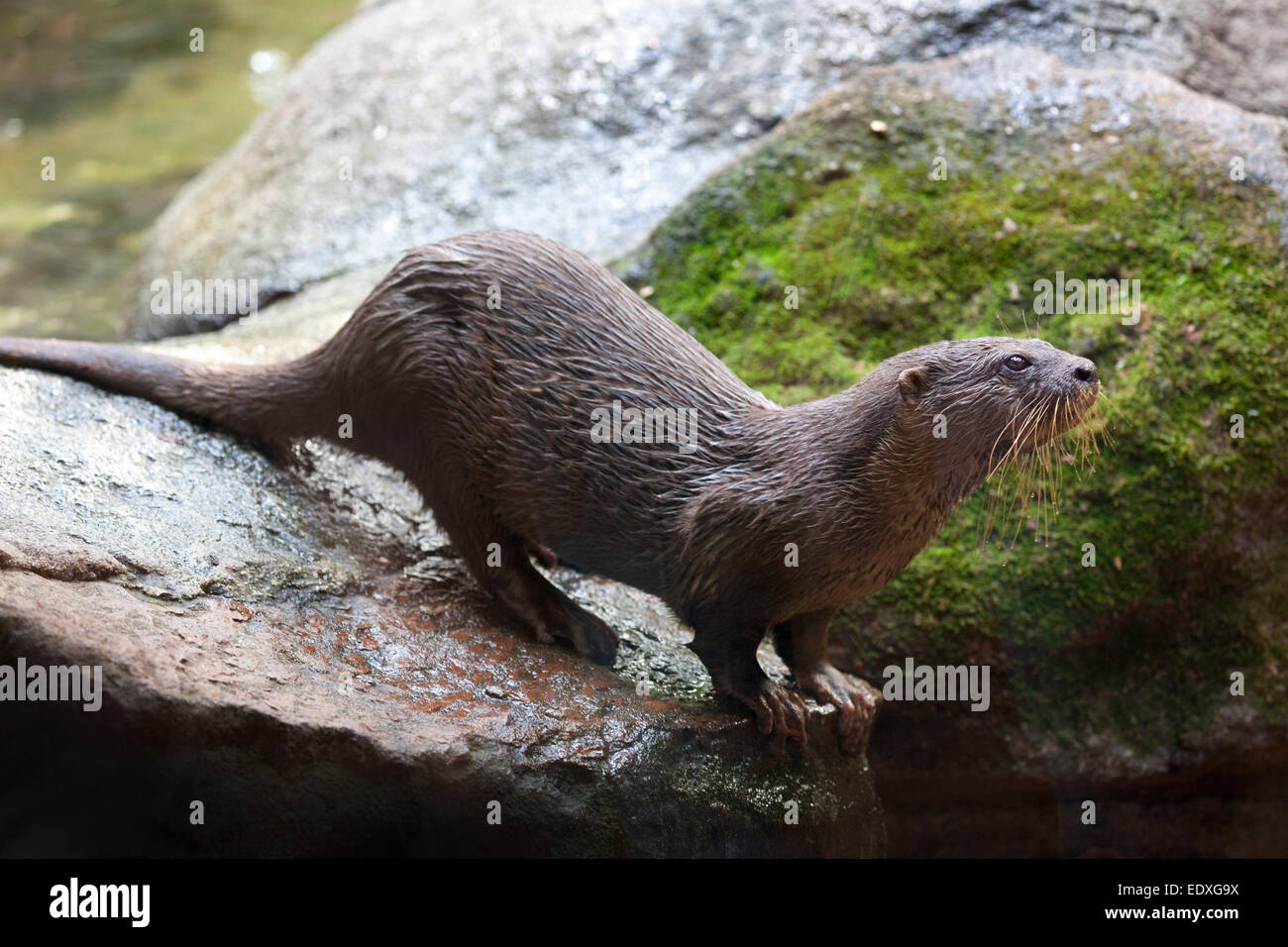 Asian small clawed otter in the Australian Zoo, Beerwah,Australia Stock Photo