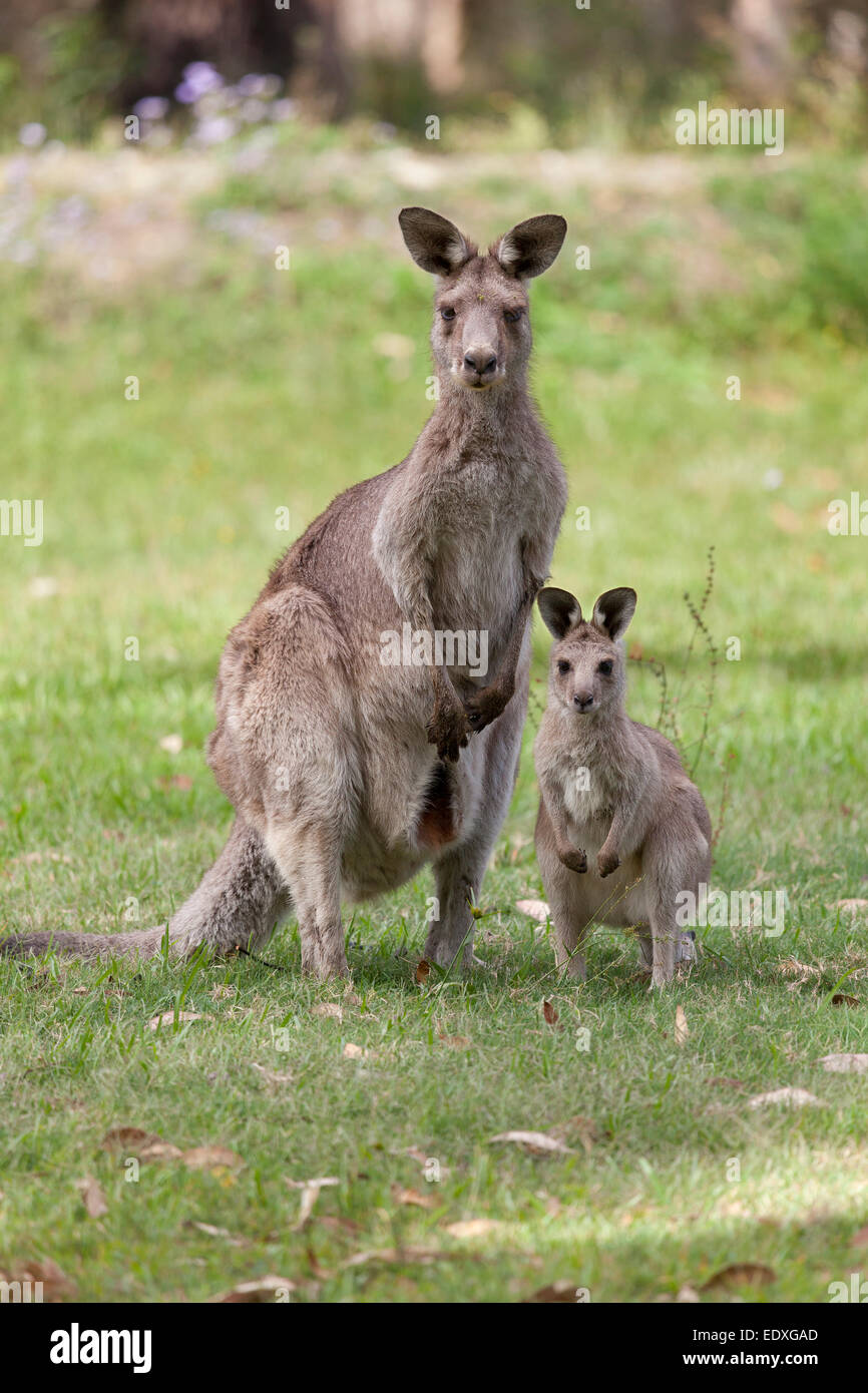 https://c8.alamy.com/comp/EDXGAD/mother-and-young-kangaroo-in-new-south-walesaustralia-EDXGAD.jpg