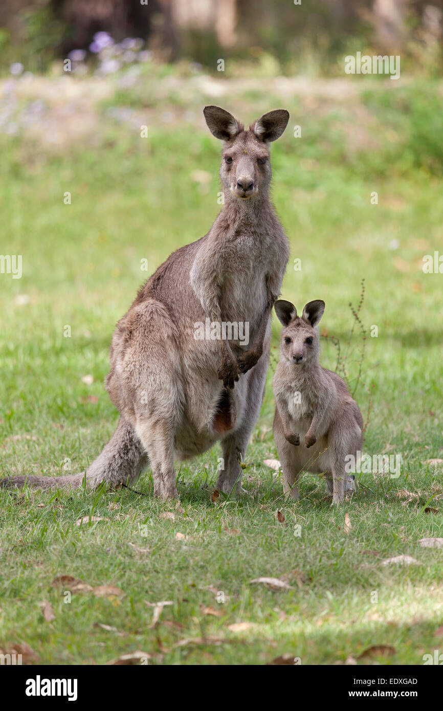 Mother and young kangaroo in New South Wales,Australia Stock Photo